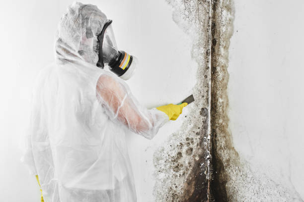 Best Insurance-Related Mold Remediation in Oxford, KS