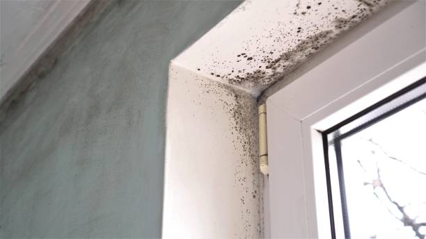 Best Health and Safety Mold Remediation in Oxford, KS
