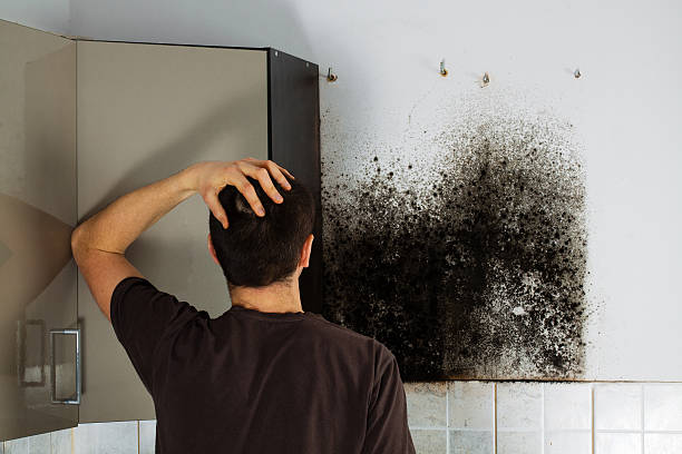 Best Attic Mold Remediation in Oxford, KS