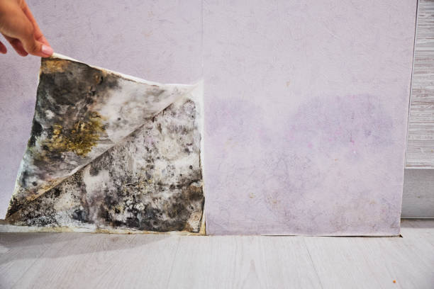 Best Residential Mold Remediation in Oxford, KS